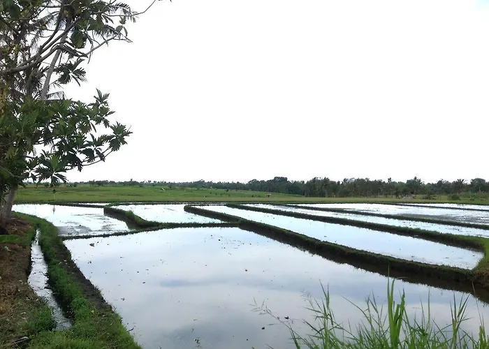Paz Bali *